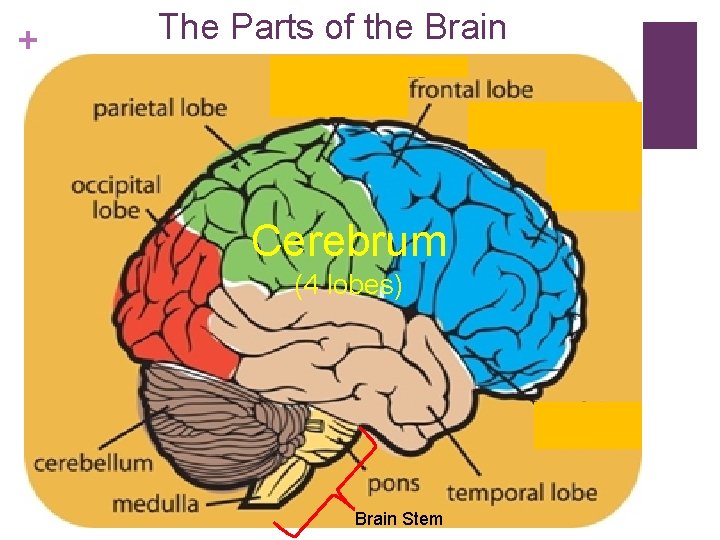 + The Parts of the Brain Cerebrum (4 lobes) Brain Stem + The Parts of the Brain Cerebrum (4 lobes) Brain Stem