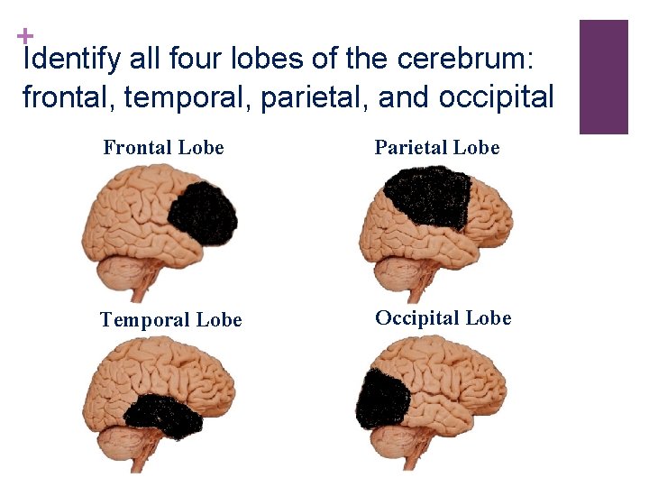 + Identify all four lobes of the cerebrum: frontal, temporal, parietal, and occipital Frontal + Identify all four lobes of the cerebrum: frontal, temporal, parietal, and occipital Frontal