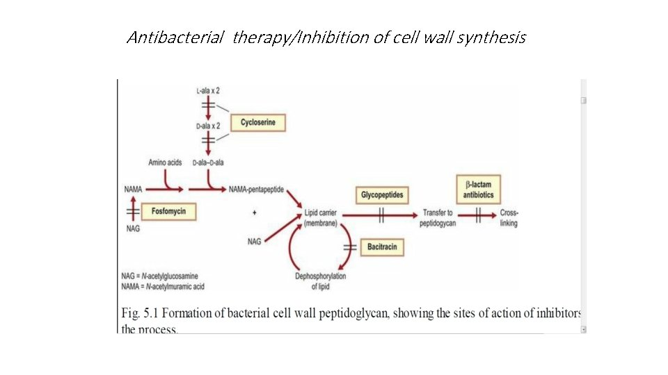 Antibacterial therapy/Inhibition of cell wall synthesis 