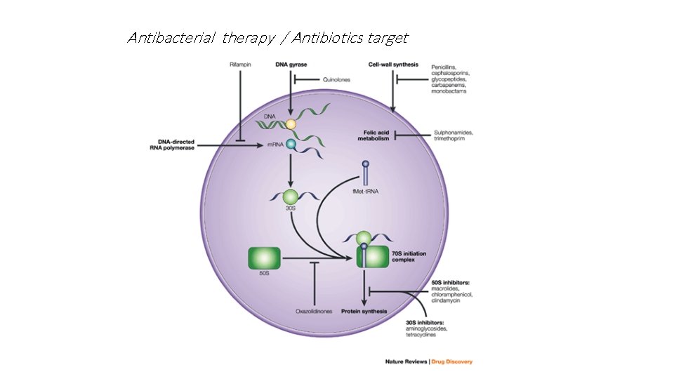 Antibacterial therapy / Antibiotics target 