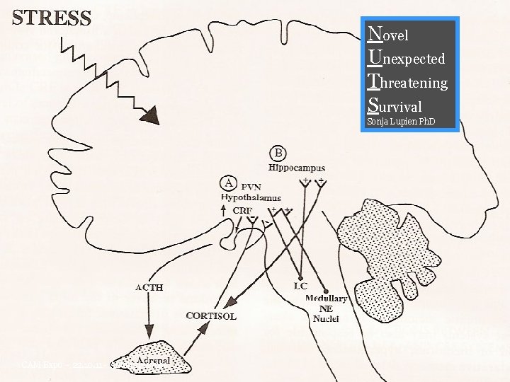 Novel Unexpected Threatening Survival Sonja Lupien Ph. D CAM Expo – 22. 10. 11