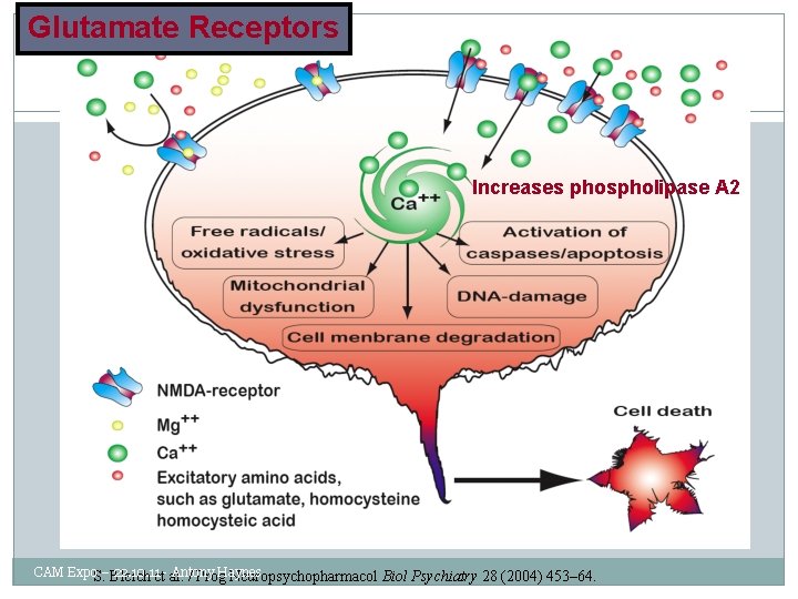 Glutamate Receptors Increases phospholipase A 2 CAM Expo – 22. 10. 11 - Antony