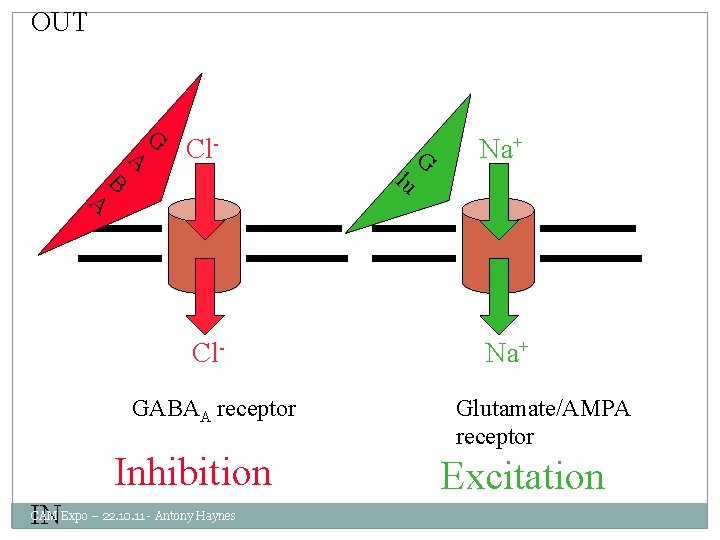 OUT A B A G Cl- Cl. GABAA receptor Inhibition IN CAM Expo –
