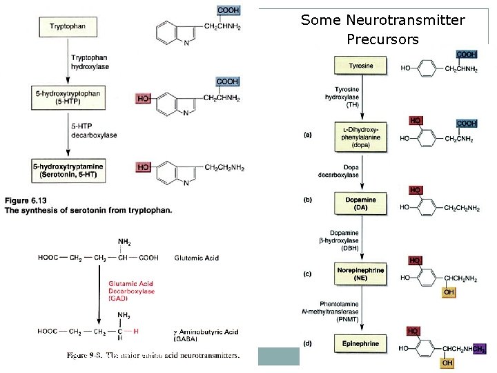 Some Neurotransmitter Precursors CAM Expo – 22. 10. 11 - Antony Haynes 