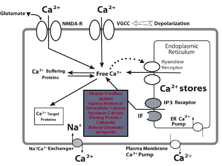 Vitamin D buffers against hyperactivation of intracellular Calcium Increases Calcium Binding Protein = Calbendin