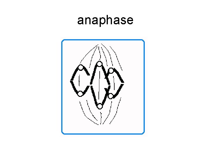 anaphase 