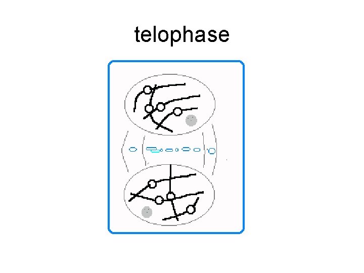 telophase 