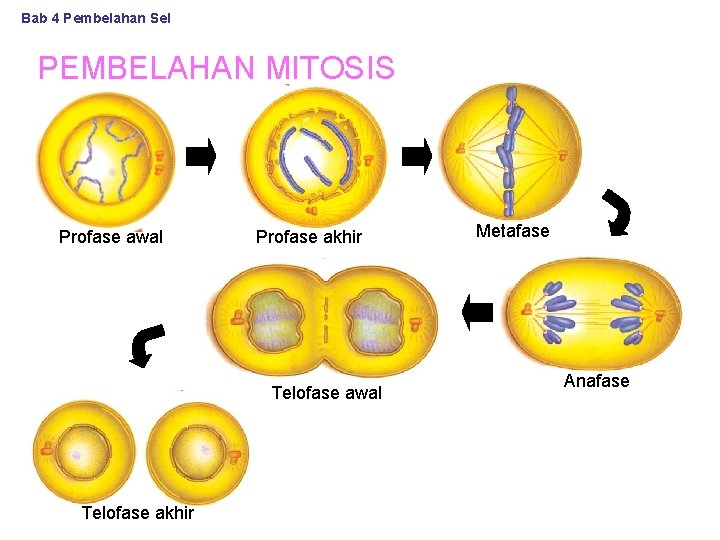 Bab 4 Pembelahan Sel PEMBELAHAN MITOSIS Profase awal Profase akhir Telofase awal Telofase akhir