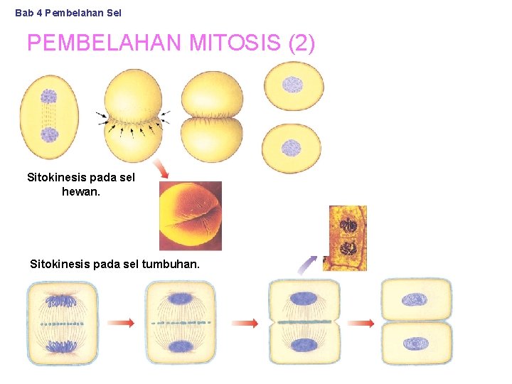 Bab 4 Pembelahan Sel PEMBELAHAN MITOSIS (2) Sitokinesis pada sel hewan. Sitokinesis pada sel