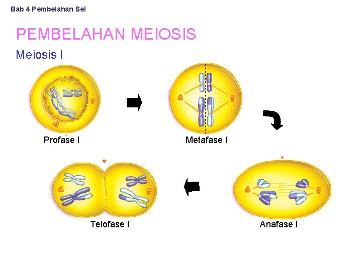 Bab 4 Pembelahan Sel PEMBELAHAN MEIOSIS Meiosis I Profase I Metafase I Telofase I