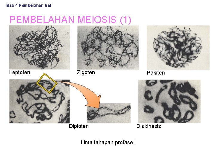 Bab 4 Pembelahan Sel PEMBELAHAN MEIOSIS (1) Leptoten Zigoten Diploten Lima tahapan profase I