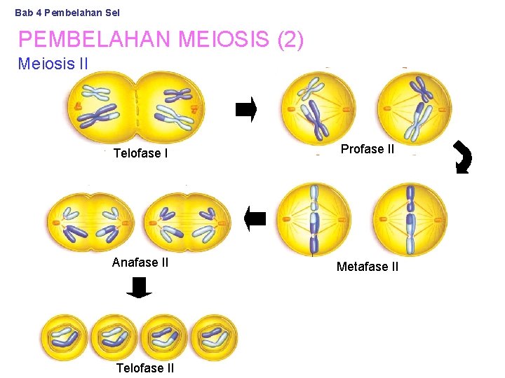 Bab 4 Pembelahan Sel PEMBELAHAN MEIOSIS (2) Meiosis II Telofase I Profase II Anafase