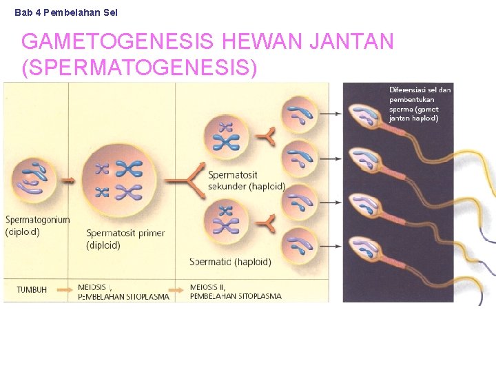 Bab 4 Pembelahan Sel GAMETOGENESIS HEWAN JANTAN (SPERMATOGENESIS) 