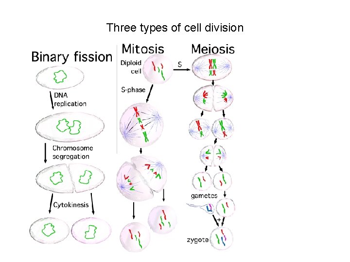 Three types of cell division 