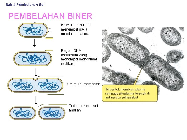 Bab 4 Pembelahan Sel PEMBELAHAN BINER Kromosom bakteri menempel pada membran plasma Bagian DNA