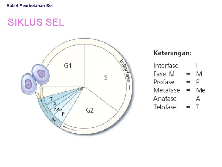 Bab 4 Pembelahan Sel SIKLUS SEL 