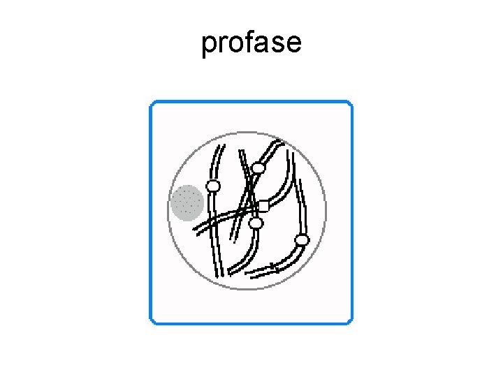 profase 