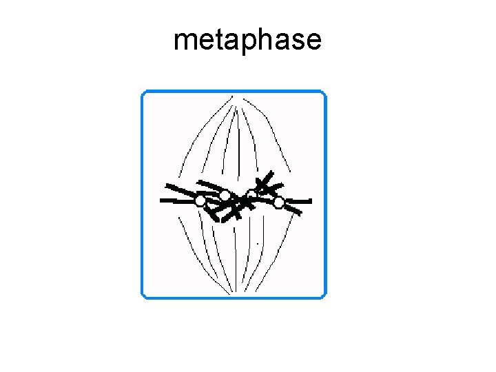 metaphase 