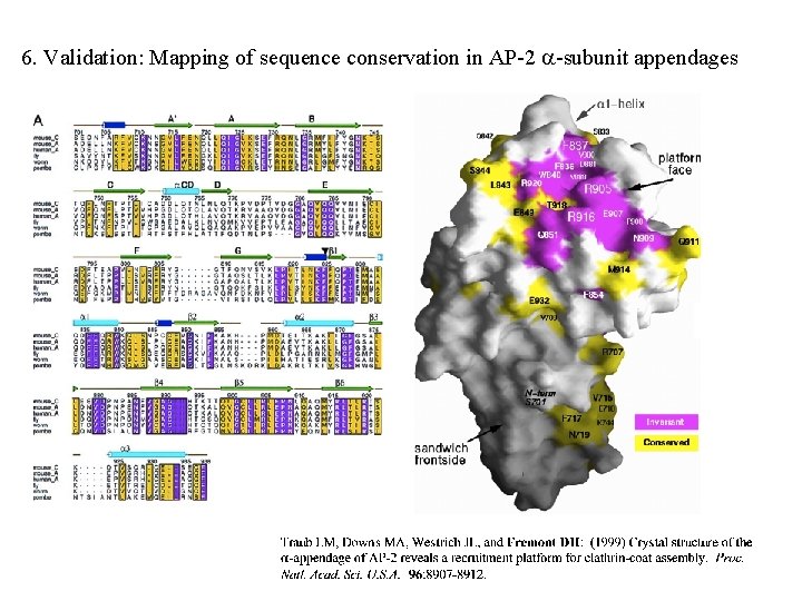 6. Validation: Mapping of sequence conservation in AP-2 -subunit appendages 