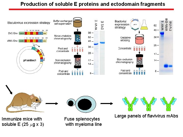Production of soluble E proteins and ectodomain fragments Immunize mice with soluble E (25