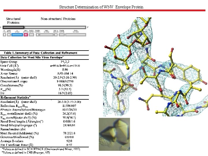 Structure Determination of WNV Envelope Protein 