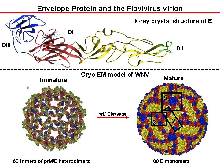 Envelope Protein and the Flavivirus virion X-ray crystal structure of E DI DII Immature