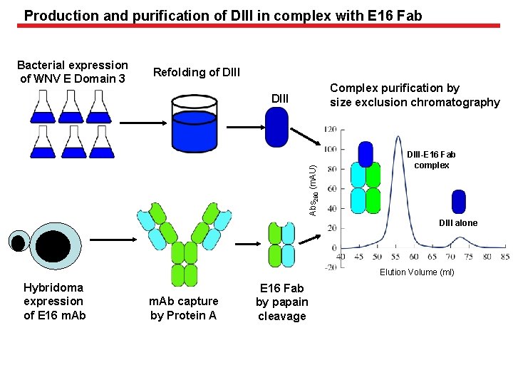 Production and purification of DIII in complex with E 16 Fab Bacterial expression of