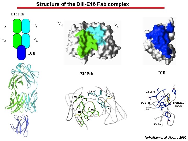 Structure of the DIII-E 16 Fab complex E 16 Fab CH CL VH VL