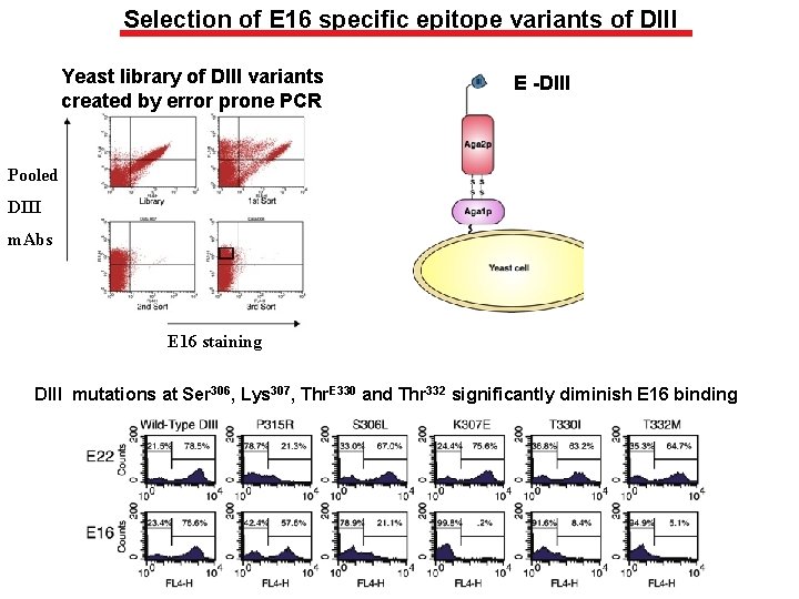 Selection of E 16 specific epitope variants of DIII Yeast library of DIII variants