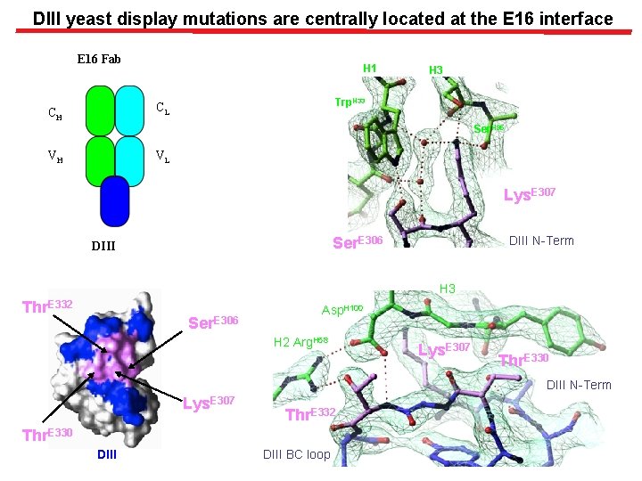 DIII yeast display mutations are centrally located at the E 16 interface E 16