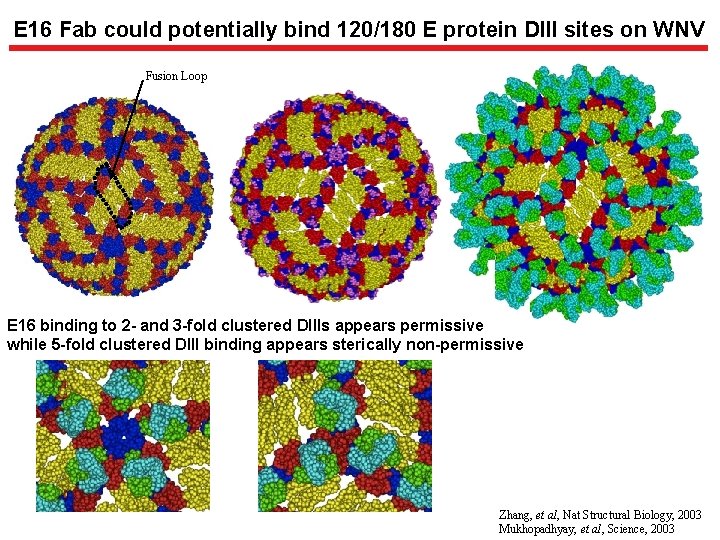 E 16 Fab could potentially bind 120/180 E protein DIII sites on WNV Fusion