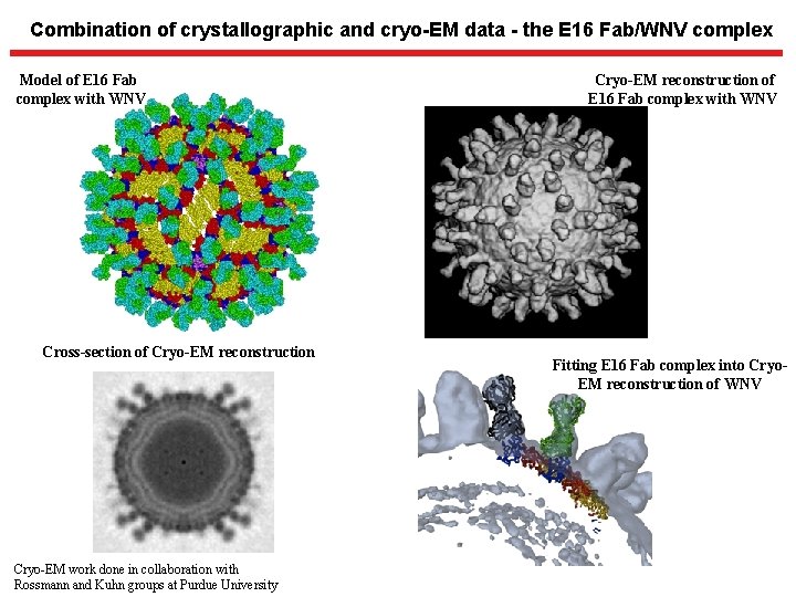 Combination of crystallographic and cryo-EM data - the E 16 Fab/WNV complex Model of