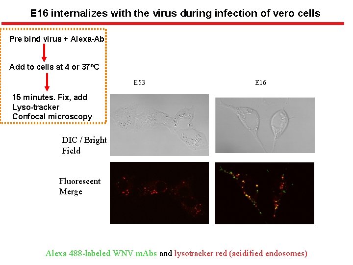 E 16 internalizes with the virus during infection of vero cells Pre bind virus