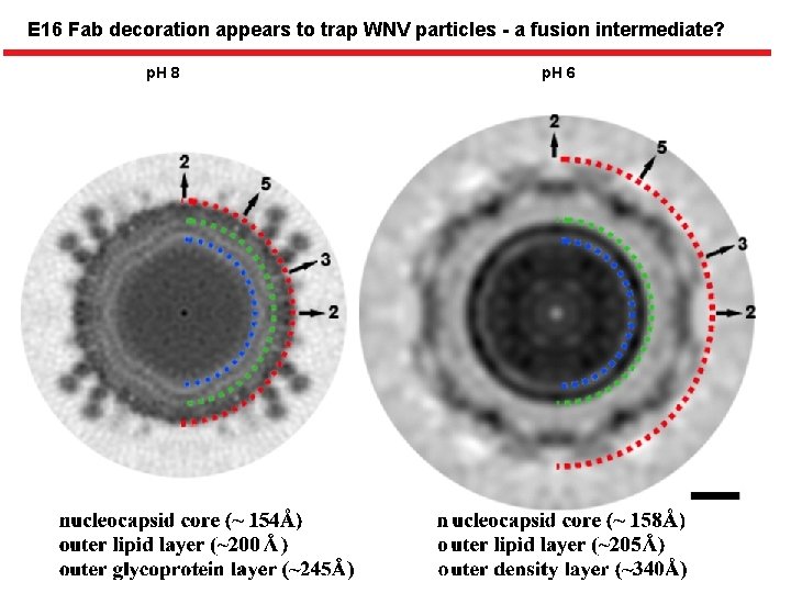 E 16 Fab decoration appears to trap WNV particles - a fusion intermediate? p.