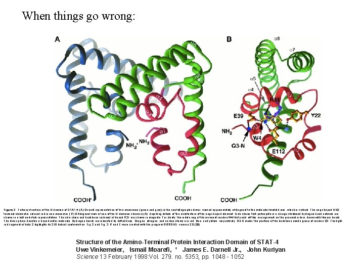 When things go wrong: Figure 2. Tertiary structure of the N-domain of STAT-4. (A)