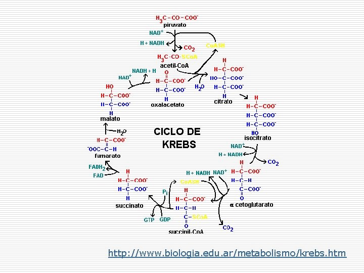 http: //www. biologia. edu. ar/metabolismo/krebs. htm 