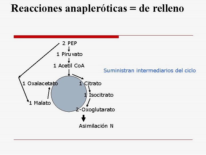 Reacciones anapleróticas = de relleno 2 PEP 1 Piruvato 1 Acetil Co. A 1