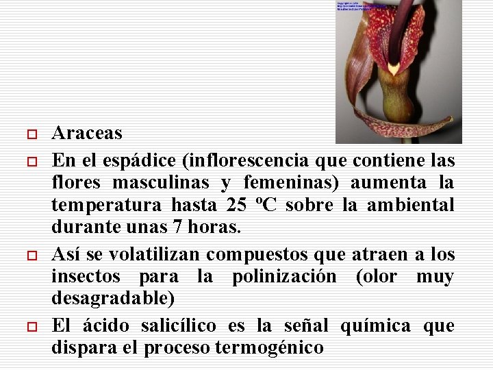 o o Araceas En el espádice (inflorescencia que contiene las flores masculinas y femeninas)