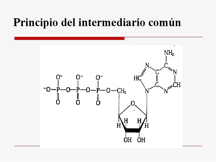 Principio del intermediario común 