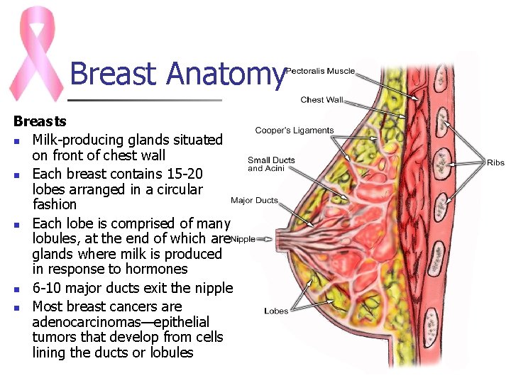Breast Anatomy Breasts n Milk-producing glands situated on front of chest wall n Each