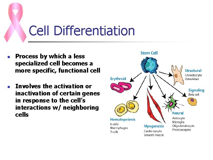 Cell Differentiation n n Process by which a less specialized cell becomes a more