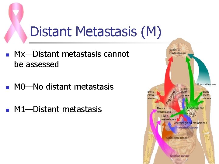 Distant Metastasis (M) n Mx—Distant metastasis cannot be assessed n M 0—No distant metastasis
