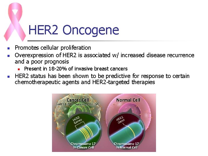 HER 2 Oncogene n n Promotes cellular proliferation Overexpression of HER 2 is associated