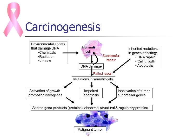 Carcinogenesis 