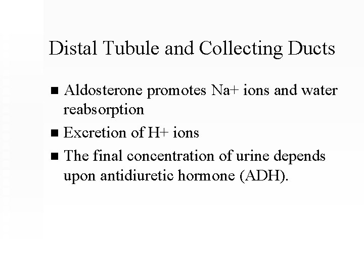 Distal Tubule and Collecting Ducts Aldosterone promotes Na+ ions and water reabsorption n Excretion