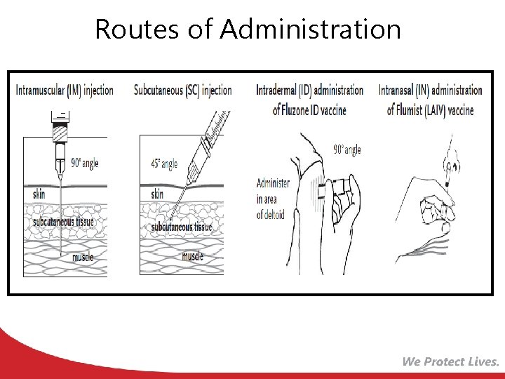 Routes of Administration 