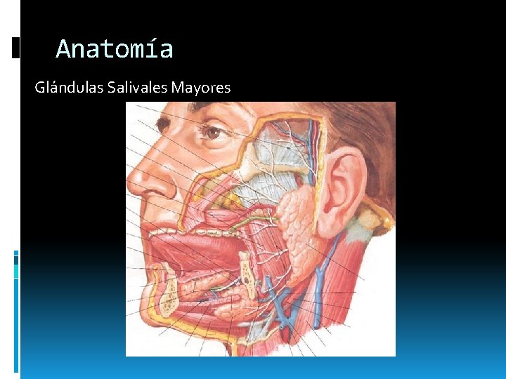 Anatomía Glándulas Salivales Mayores Anatomía Glándulas Salivales Mayores