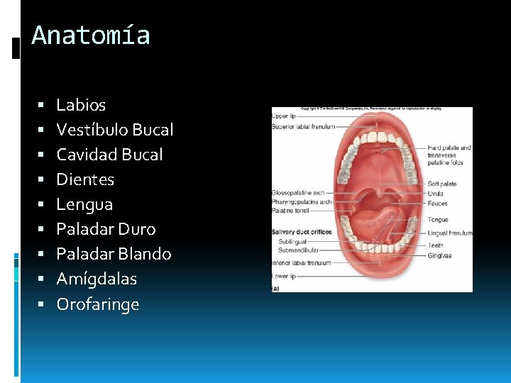 Anatomía Labios Vestíbulo Bucal Cavidad Bucal Dientes Lengua Paladar Duro Paladar Blando Amígdalas Orofaringe Anatomía Labios Vestíbulo Bucal Cavidad Bucal Dientes Lengua Paladar Duro Paladar Blando Amígdalas Orofaringe