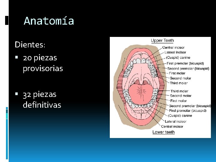 Anatomía Dientes: 20 piezas provisorias 32 piezas definitivas Anatomía Dientes: 20 piezas provisorias 32 piezas definitivas