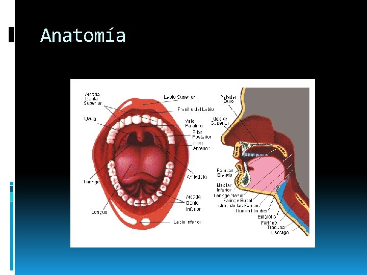 Anatomía Anatomía